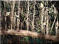 NU2417 : Perpendiculars in nature by Joan Sykes
