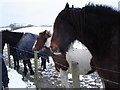 Horses near Truleigh Manor Farm