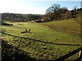 Field, Manor Farm, Galmpton