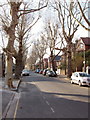 Leafless winter trees, Barrowgate Road, Chiswick