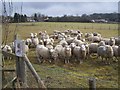 Sheep on footpath