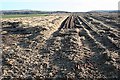 Carrot Field