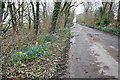 Snowdrops and Early Daffodils in Longwood Lane