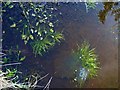 Frogspawn near Sandyway Heads, Ingoe