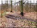 Old Cart Track through High Scrubs Wood