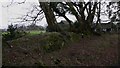 Boundary walled bank on top of Dunner Hill