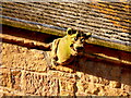 Gargoyle, Dornoch cathedral