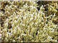 NS3681 : Woolly Fringe-moss by Lairich Rig