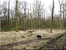 SP9712 : A Recently Created Woodland Clearing at Ashridge by Chris Reynolds