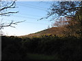 Gorse and woodland at Wylfa