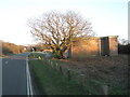 Tree by the public toilets in Ferry Road