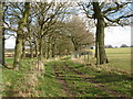 Tree lined bridleway to Steepwood farm