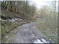 Muddy track in South Wood