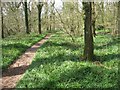 Abbott Street copse