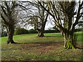 Trees, Arleston Park