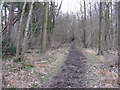 Bridleway in Woodshill Copse