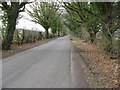 Avenue of Ivy clad trees