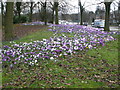 Crocus on approach road to Clyde tunnel