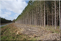 TL7475 : Forest edge near Mildenhall by Bob Jones