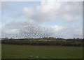 Flock of Starlings, at East Browns Farm