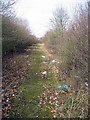 Litter-strewn footpath in Hainault Forest