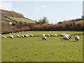 Sheep in Branscombe