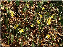 SX7988 : Wild daffodils by Derek Harper