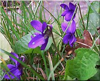 SU8626 : Violets at Redford by Shazz