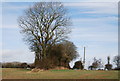 The remains of a hedgerow