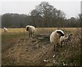 SU8526 : Sheep and lamb at Slathurst Farm by Shazz