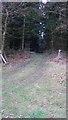 SU8526 : Track through wood near Slathurst Farm by Shazz