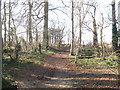 Copse near Turvey Abbey