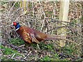 Pheasant (Phasianus colchicus)