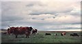 Cattle near Cleat