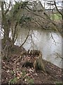 SO5269 : Oak stump and River Teme by Richard Webb