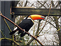 Toucan at Birdworld