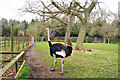 Ostrich at Birdworld