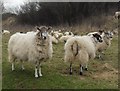 ST4716 : Sheep on Ham Hill by Pam Goodey
