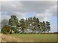 Rossington cemetery