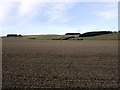 NT9911 : Ploughed field west of Prendwick by Andrew Curtis