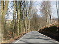 Tree-lined road through St Gwynno Forest