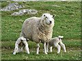 SS9679 : Spring lambs on St Mary Hill Down. by Mick Lobb