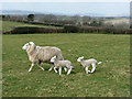 SS9679 : Lamb on the run, St Mary Hill Down. by Mick Lobb