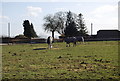 Horses, Manor Farm, East Worldham