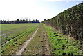 Footpath running along the hedge