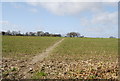 Footpath crossing a field of Winter Wheat