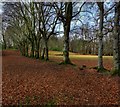 Beech Trees In The Grounds Of Kenmure Castle