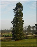 NZ0217 : Sequoiadendron giganteum at Lartington by Andy Waddington