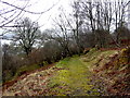 NH5634 : Track in Abriachan Woods by sylvia duckworth