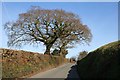 Hedgerow Oak Tree in the Spring